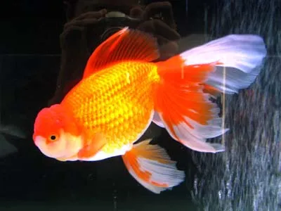 Sự thật thú vị về các loài vật
